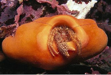 继“维罗妮卡”之后，初代《生化危机》自制也被叫停